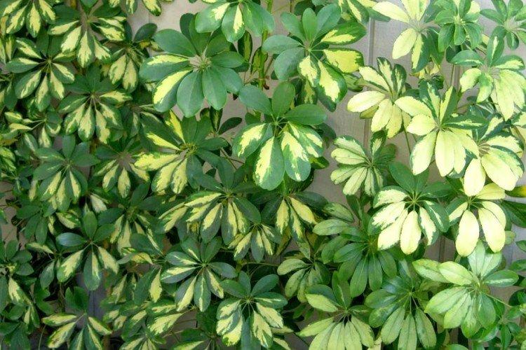 Schefflera - foto Schefflera - foto