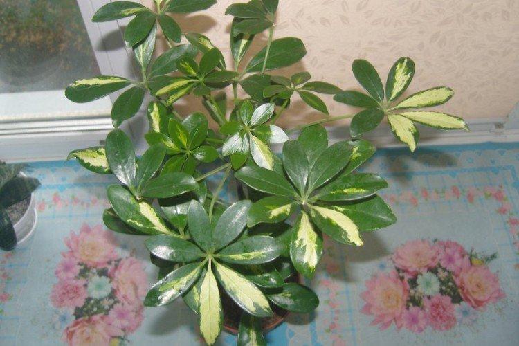 Schefflera - foto Schefflera - foto