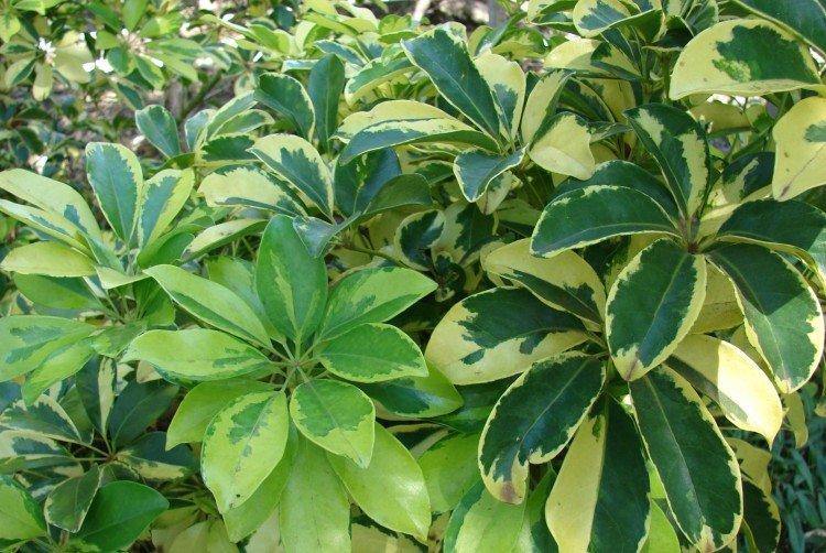 Schefflera - foto Schefflera - foto