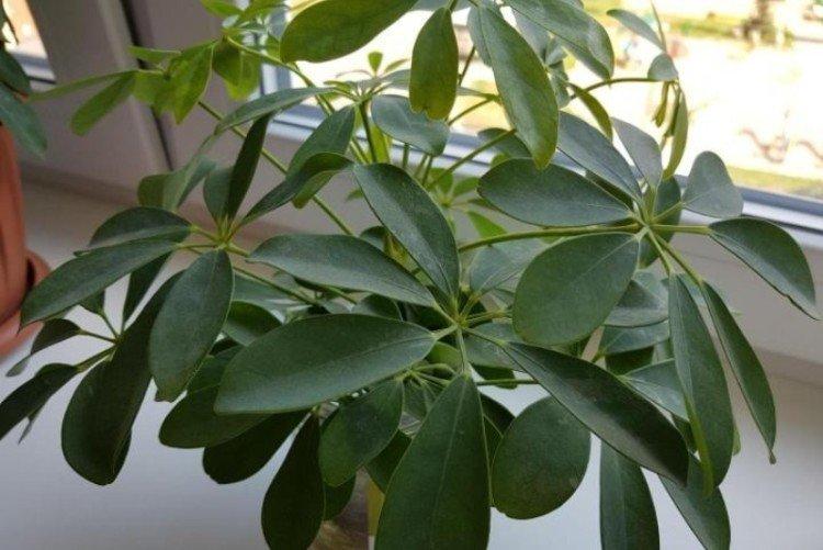 Schefflera - foto Schefflera - foto