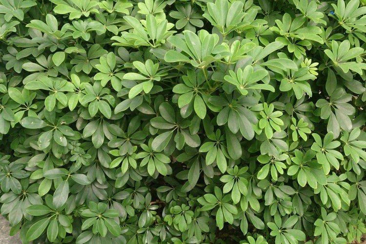 Schefflera - foto Schefflera - foto