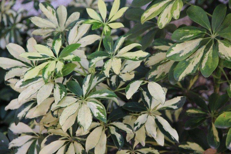 Schefflera - foto Schefflera - foto