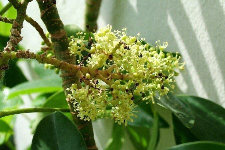 Schefflera - foto Schefflera - foto