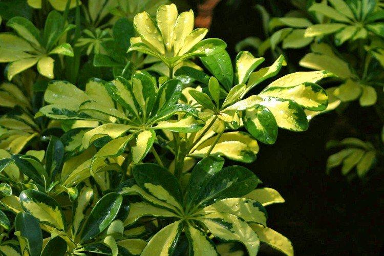 Schefflera - foto Schefflera - foto