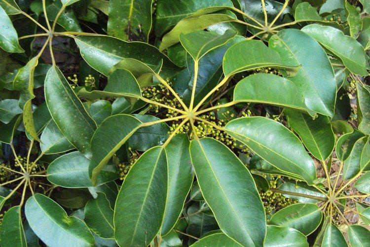 Schefflera - foto Schefflera - foto