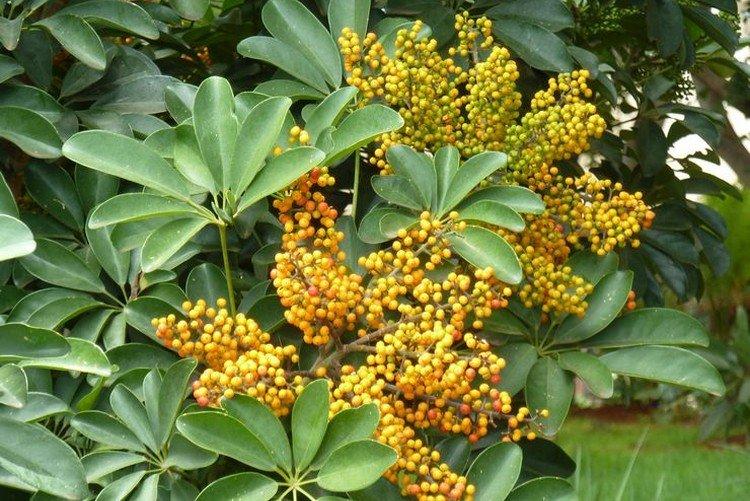 Schefflera - foto Schefflera - foto