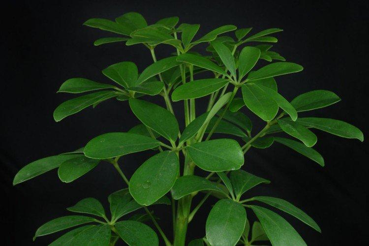 Schefflera - foto Schefflera - foto