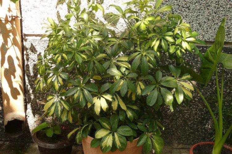 Schefflera - foto Schefflera - foto