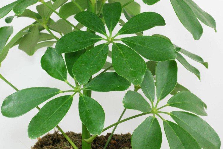 Schefflera - foto Schefflera - foto