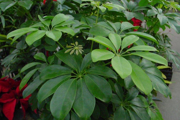 Schefflera - foto Schefflera - foto