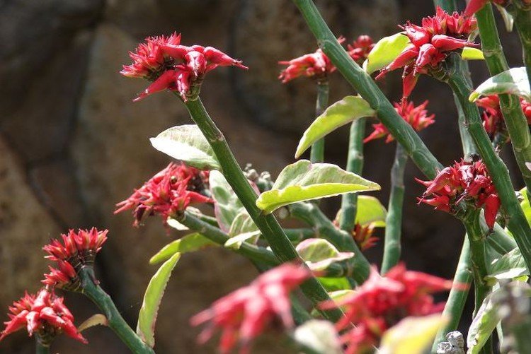 Pedilanthus - fotografia Pedilanthus - fotografia
