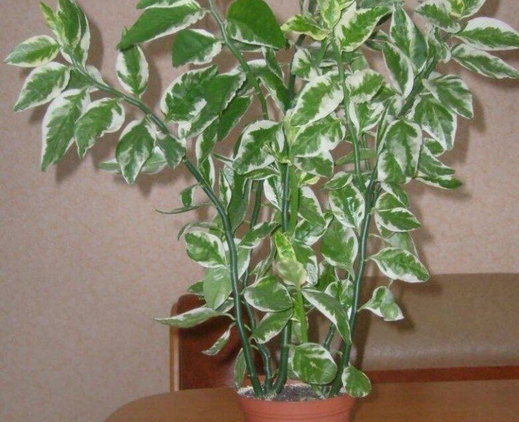 Titimaloidný pedilanthus Titimaloidný pedilanthus
