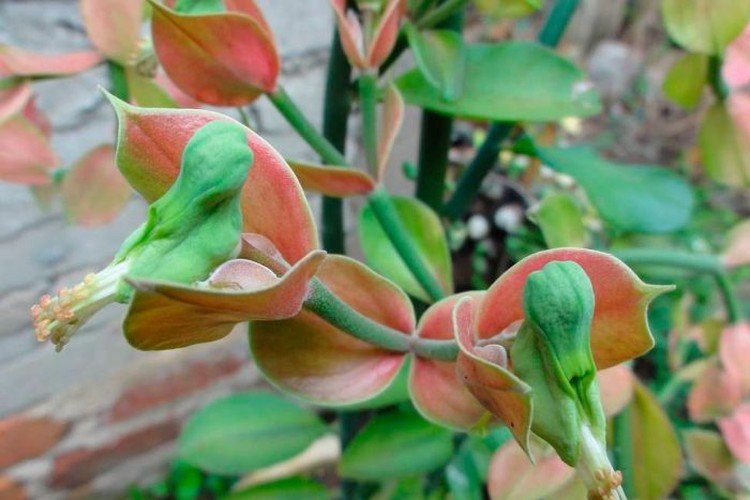Koalkomanen pedilanthus Koalkomanen pedilanthus