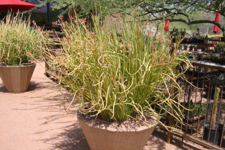 Veľkoplodý pedilanthus Veľkoplodý pedilanthus