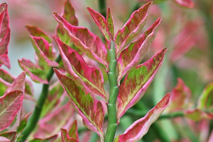 Teplota Teplota