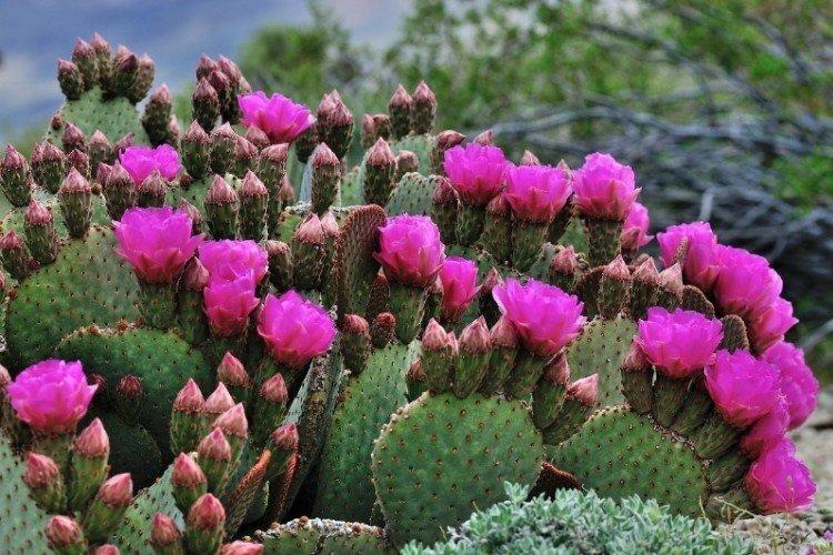 Opuntia (50 photos): types and proper care at home