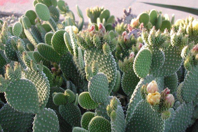Opuntia - foto Opuntia - foto
