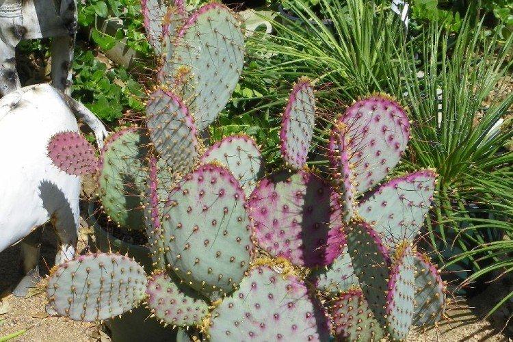 Opuntia - foto Opuntia - foto