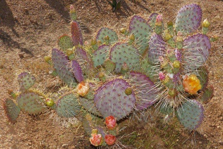 Opuntia - foto Opuntia - foto