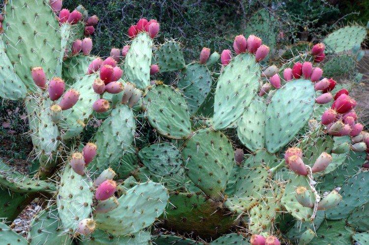 Opuntia - foto Opuntia - foto