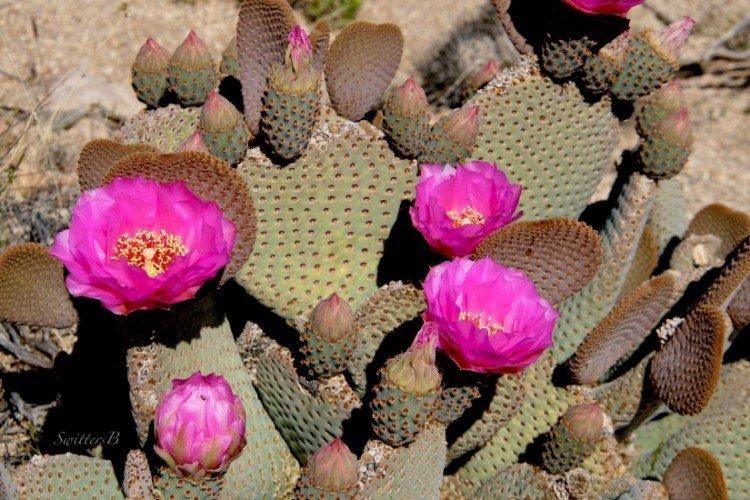 Opuntia - foto Opuntia - foto