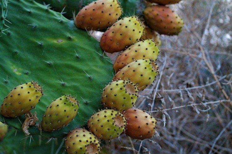 Opuntia - foto Opuntia - foto