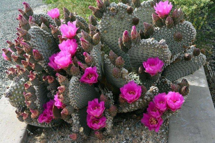 Opuntia - foto Opuntia - foto