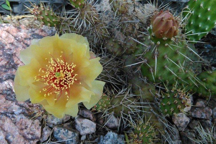 Opuntia - foto Opuntia - foto