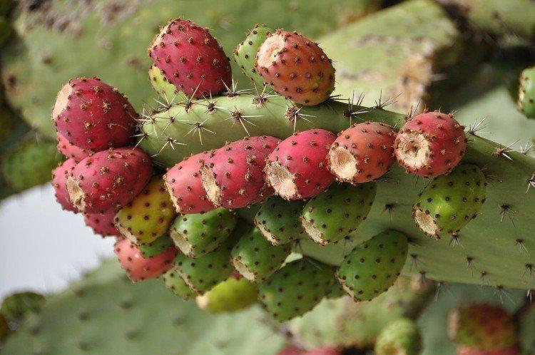 Opuntia - foto Opuntia - foto