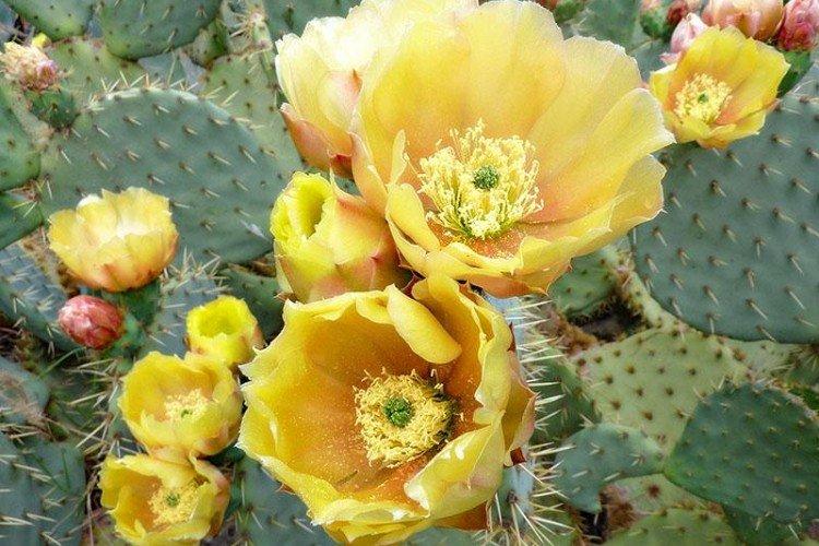 Opuntia - foto Opuntia - foto