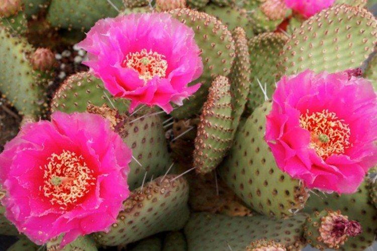 Opuntia - foto Opuntia - foto