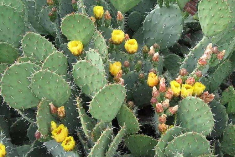 Opuntia - foto Opuntia - foto