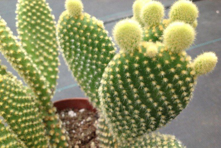 Opuntia - foto Opuntia - foto