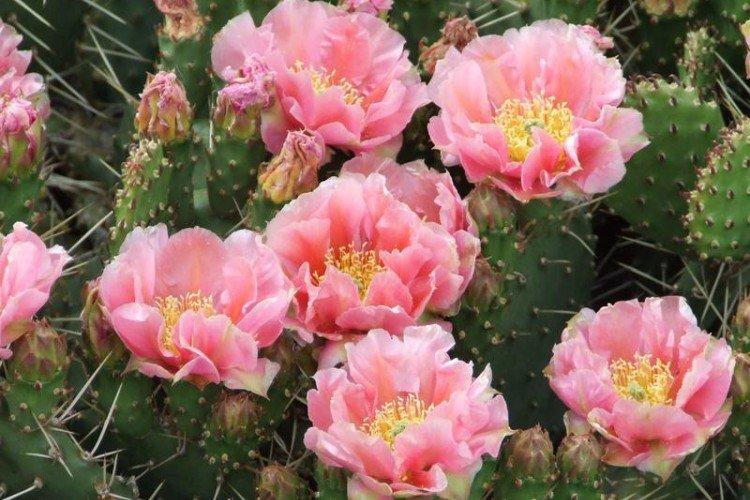 Opuntia - foto Opuntia - foto