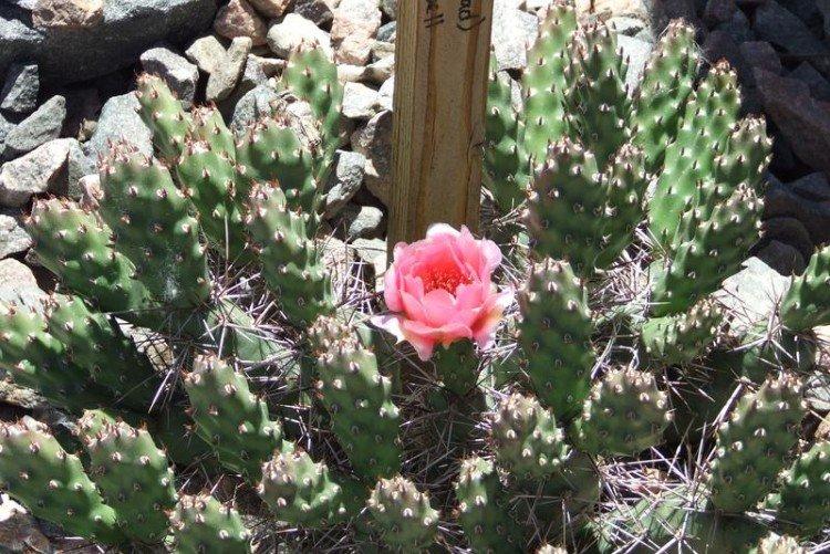 Opuntia - foto Opuntia - foto