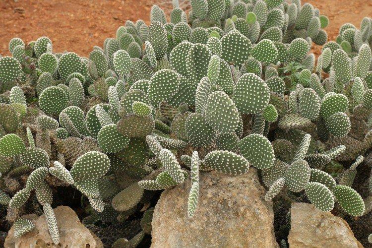 Opuntia - foto Opuntia - foto