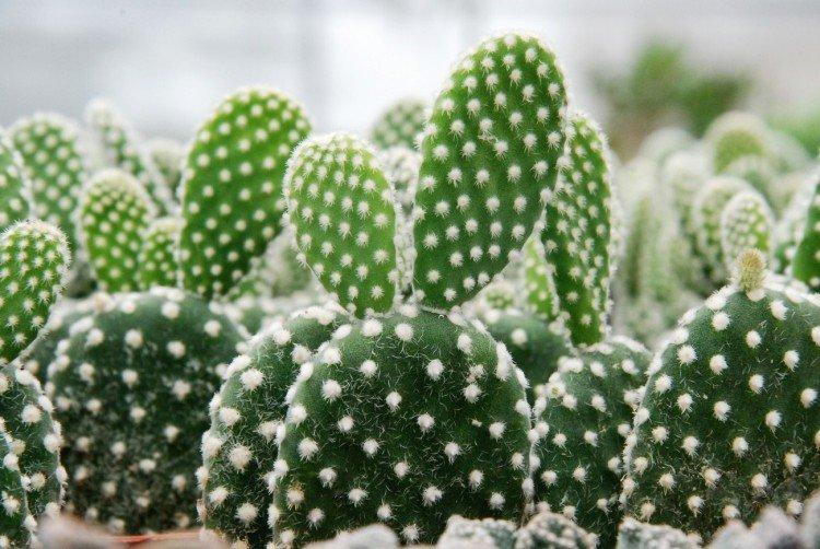 Opuntia - foto Opuntia - foto