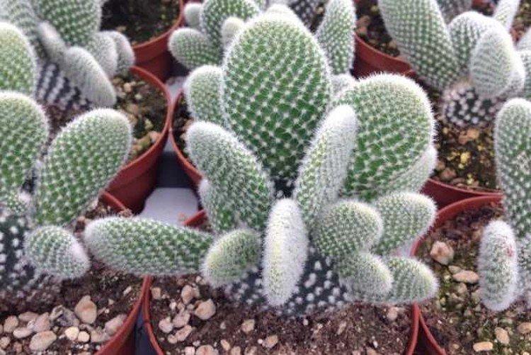 Opuntia - foto Opuntia - foto