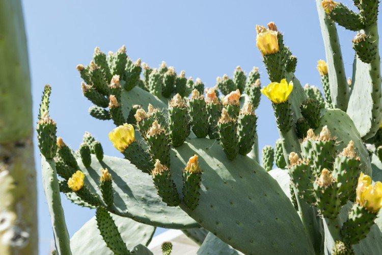 Opuntia - foto Opuntia - foto