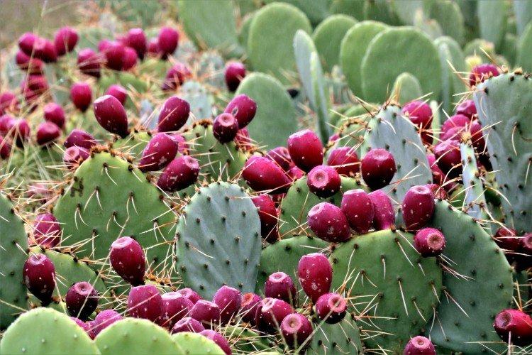 Opuntia - foto Opuntia - foto
