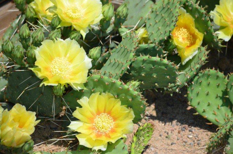 Opuntia - foto Opuntia - foto