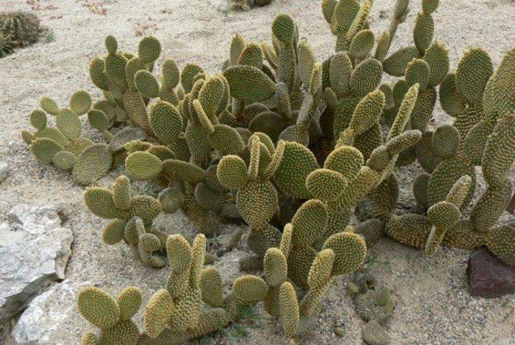 Opuntia - foto Opuntia - foto