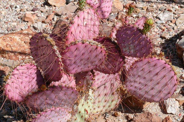 Opuntia Gosselina Opuntia Gosselina