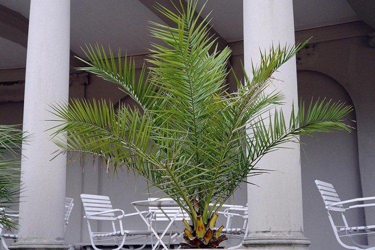 Date palm (50 photos): types, care and cultivation at home