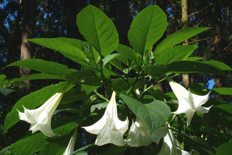 Brugmansia - fotografie Brugmansia - fotografie