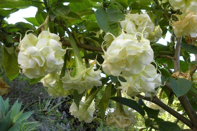 Brugmansia - fotografie Brugmansia - fotografie