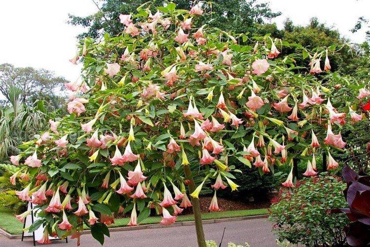 Brugmansia - fotografie Brugmansia - fotografie