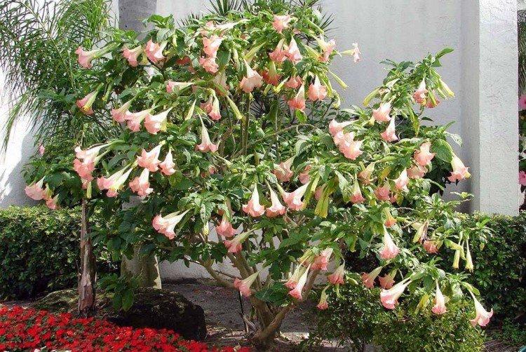 Brugmansia - fotografie Brugmansia - fotografie