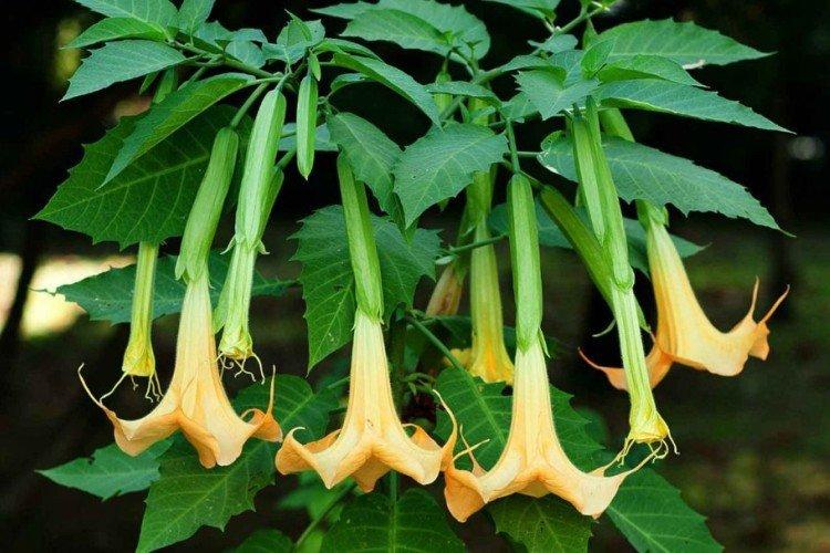 Brugmansia - fotografie Brugmansia - fotografie