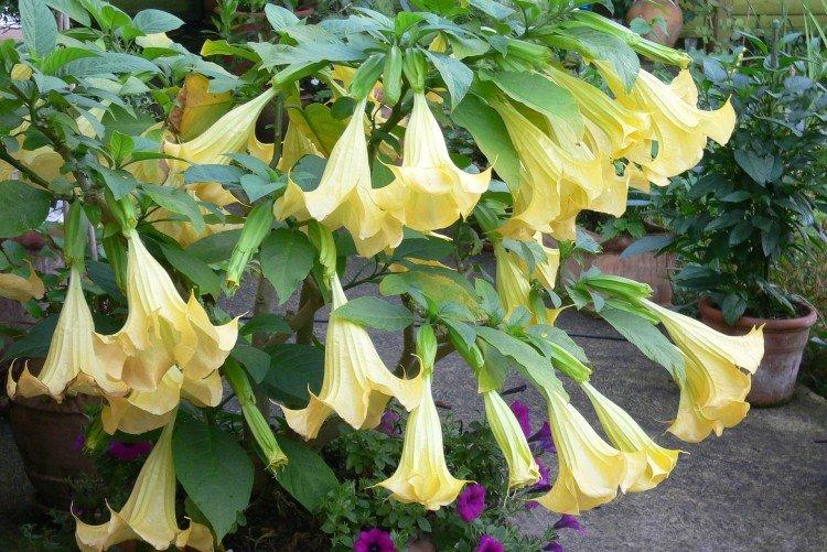 Brugmansia - fotografie Brugmansia - fotografie